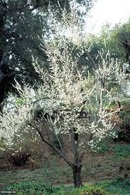Brighterblooms.com has been visited by 10k+ users in the past month Growing Flowering Apricot Trees Hgtv