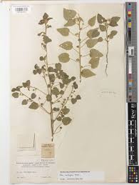 Image result for Sida javensis