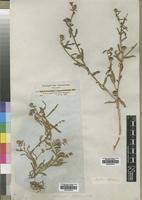 Image result for Sphaeranthus gomphrenoides