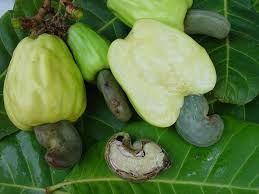 Caribfruits Pomme Et Noix De Cajou Fruits Tropicaux Noix De Cajou Fruit Cajou Fruit Fruits Tropicaux