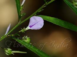 Image result for Afrohybanthus enneaspermus