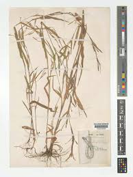 Image result for Hackelochloa granularis