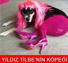 Kadinlar Ne Ister Caps Gulser Komik Kopek Fotograflari Komik Hayvan Fotograflari Komik Kopekler