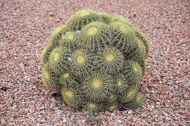 Please don't call me crazy. Cactus Blob Cactus Cacti And Succulents Planting Succulents