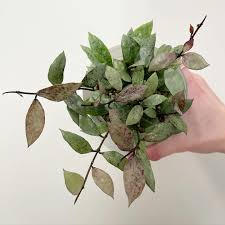 Image result for Selago lacunosa