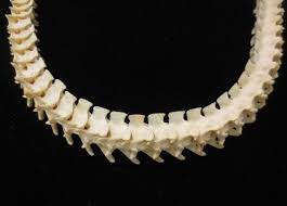 Genuine Snake Vertebrae Necklace 23 Strung On Ribbon Real Bones Vintage Vertebra Necklace Vintage Jewelry Live Lokai Bracelet