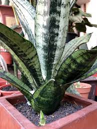 S Tr Moonshine Mutation Sansevieria Plant Ornamental Plants Succulent Garden Indoor