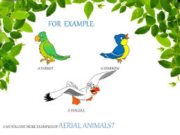 Animals Their Habitat
