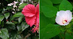 If you want to use a tool, you can snip off the old bloom with a shears. Hibiscus The Complete Care And Growing Guide With Pictures