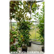 Southern magnolia is a native american with an original range from west texas, east through the southern halves of mississippi, alabama. Magnolia Grandiflora Strauch Xxl Southern Magnolia Shrub Flora Toskana