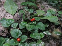 Image result for Geophila repens