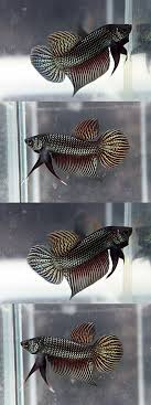 Finding The Best Betta Fish Food For Your Betta Fish Betta Fish Care Betta Fish Betta Fish Types Betta Aquarium