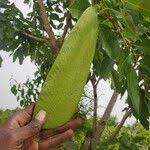 Image result for Isoberlinia