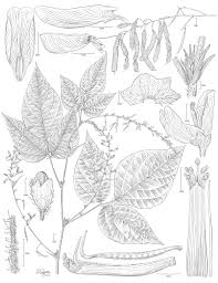 Image result for Pseudarthria