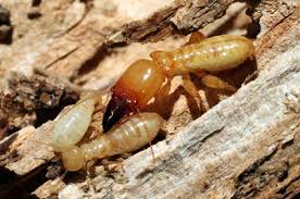 658 nw 99th street, miami, fl, 33150. Termites Infestation Removal Organic Pest Control Miami Dade Florida