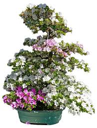 Buon genetliaco 50 tempo fiori. Bonsai De Shop Bonsai Da Fiore B123 Azalea Indica Ca 50 Anni 116 Cm