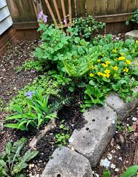 Image result for Lycopodiella sarcocaulon