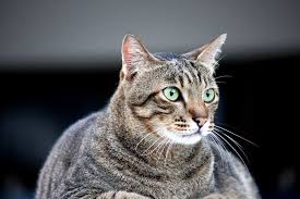 But they can be easy to miss, especially early on. Symptoms And Treatment Of Diabetes In Cats Hv Glories