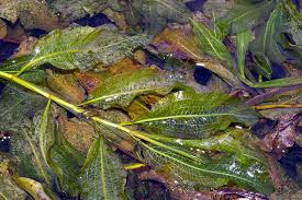 Image result for Potamogeton schweinfurthii