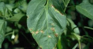 Peppery Leaf Spot How To Treat Bacterial Leaf Spot On Peppers Pepper Plants Plant Leaves Plant Pests