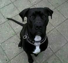 Check spelling or type a new query. Duke Great Dane And Pitbull Mix Dane Puppies Pitbull Mix Puppies Great Dane Puppy