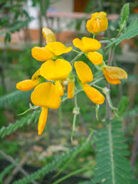 Image result for Sesbania quadrata