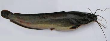 Pasaran semasa juga menunjukkan anak ikan keli yang. Ikan Keli Afrika Penanaman Dan Pembiakan