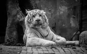 Balram halwai, alias tigre blanco, sirviente, filósofo, emprendedor, asesino… durante siete noches, a la luz mortecina de un candelabro ridículo nos va a contar su historia. Tigre Blanco Y Negro Descarga Gratuita Hd Imagen De Fotografia Lovepik