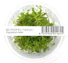 Image result for Pogostemon rogersii