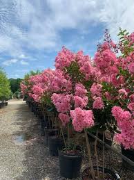 Image result for Lagerstroemia