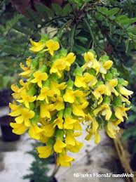 Image result for Calpurnia aurea