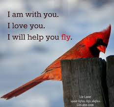 Meaningful Birds Of A Feather Flock Together Quotes The Spirits Of Our Loved Ones Often Find Colorful Meaningful Ways To Let Us Know They Re Still Around Bright Red Cardinals Are Qui Bird Quotes Cardinals Bird