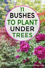 Popular bushes for landscaping this year include beautiful hearty varieties that will withstand many weather conditions and bloom year after year, ensuring that your get the most use out of your dollar. Shade Loving Shrubs 15 Beautiful Bushes To Plant Under Trees Gardening From House To Home Plants Under Trees Shade Loving Shrubs Shade Garden Plants