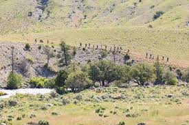 We share our 5 favorite affordable and amazing campsites near yellowstone national park and grand tetons national park. Rescue Creek Trail Hike Near North Entrance Yellowstone National Park Free Arenas