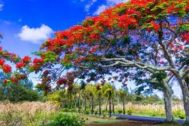 We did not find results for: Albero Tropicale Esotico Sgargiante Con Fiori Rossi Isola Di Mauritius Foto Premium