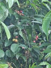 Image result for Paullinia pinnata