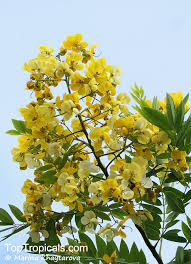 Image result for Cassia angolensis