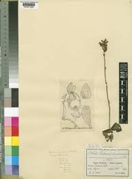 Image result for Habenaria leucotricha