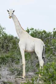 Giraffes are the tallest animals on earth, with legs and necks around 6 feet long, and even calves that are dropped from that height when born! Albino Giraffe Blank Template Imgflip