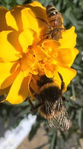 Simple flowers are bee favorites. Three J S Bees Home Facebook