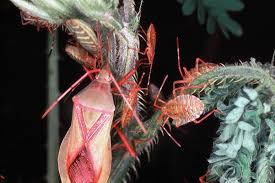 Image result for Disperis mozambicensis