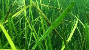 Image result for Zosteraceae