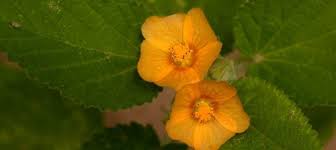 Image result for Sida chrysantha