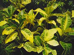 Maybe you would like to learn more about one of these? Earth Garden Landscaping Philippines Landscaping Services Supplier Of Plants Trees Other Garden Or Landscaping Needs Vertical Garden Philippines Green Wall Green Roof Landscape