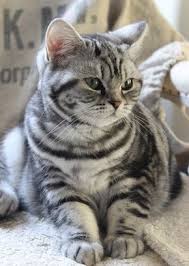 Male Vs Female Maine Coons Picking The Gender American Shorthair Cat Cute Animals Cute Cats