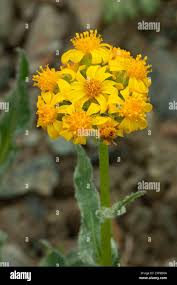 Image result for Senecio latifolius