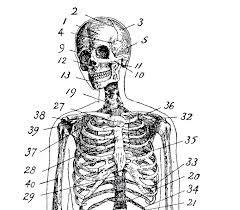 Conversation heart black white clipart. 7 Vintage Anatomy Skeleton Images The Graphics Fairy