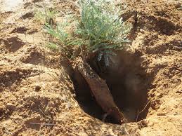 Image result for Elephantorrhiza elephantina