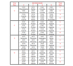 38 Organized Amino Acid Chart Letters