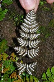 Image result for Cheilanthes botswanae